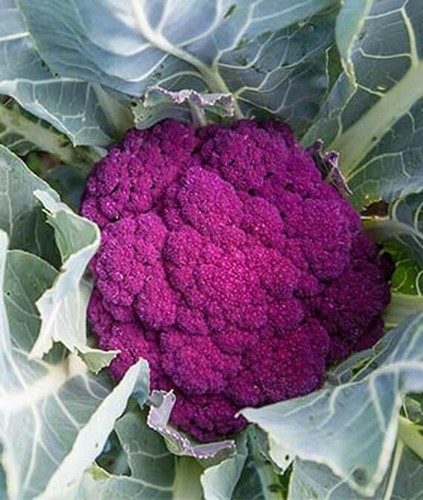000 cauliflower de - ⭐10,000, cauliflower,